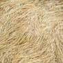 Dry Long Grass - Texture