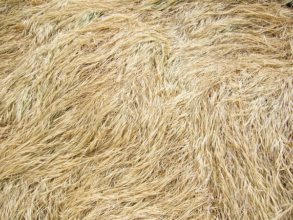 Dry Long Grass - Texture