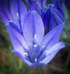 Frontyard Flowers 18