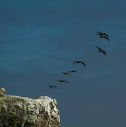 Pelicans