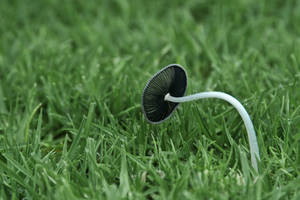 Searching Mushroom