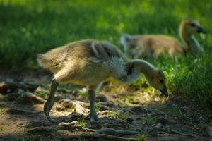 Gosling 1