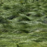 Grass Field 2