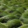 Grass Field 4