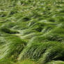 Grass Field 5