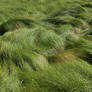 Grass Field 6