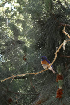 GRG Birds 1