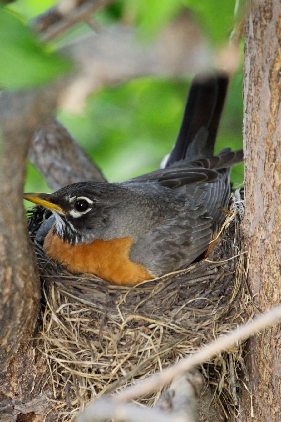 Mothe Robi Robin - Mother by Starna on DeviantArt