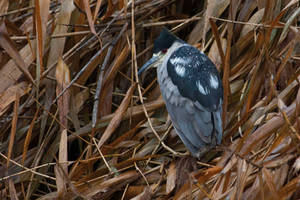 Night Heron - Starburst