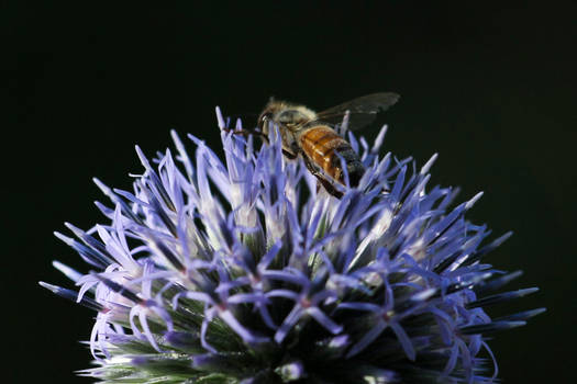 Thistle Bee