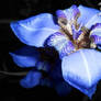Blue Iris