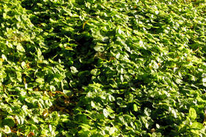Violet leaves 1