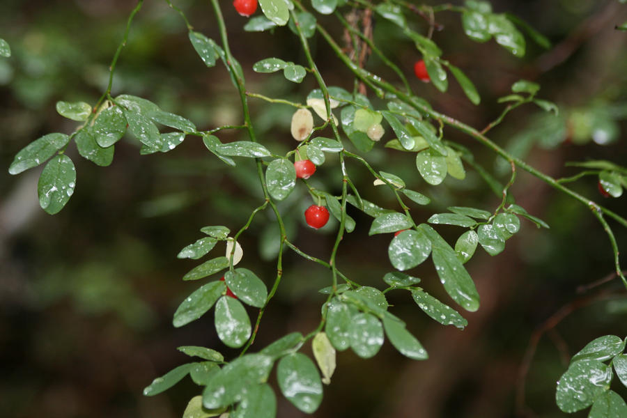 Random Berry Berry Random by jdamien75 on DeviantArt