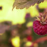 Raspberry