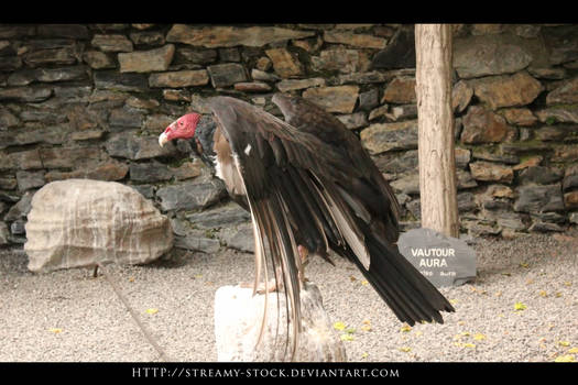 Vulture -Streamy stock