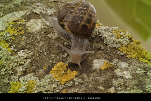 Snail - streamy-stock