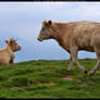 cow - streamy stock