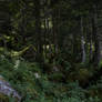 forest-streamy stock