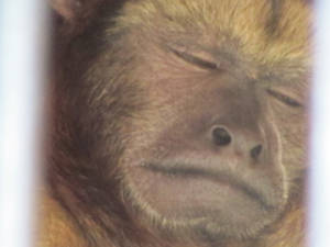 Face of Sleeping Monkey