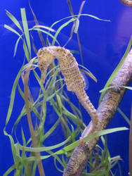 Seahorse 2