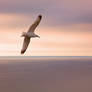 seagull 2