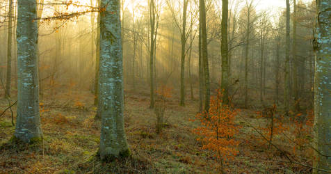 Beech Woods