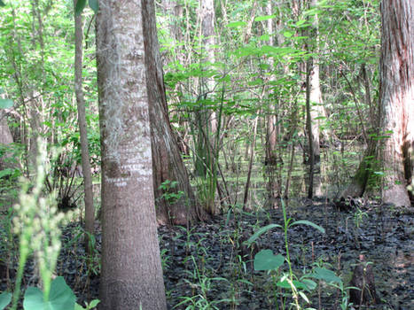 Back yard Swamp