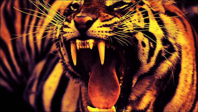 Рычащий тигр ревущий. Тигр оскал анфас. Тигр рычит. Злой тигр. Тигриный оскал.