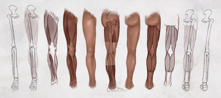 AS Drawing the Legs