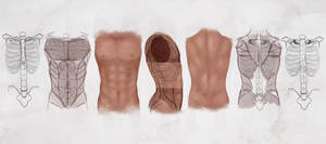 AS Drawing the Male Torso