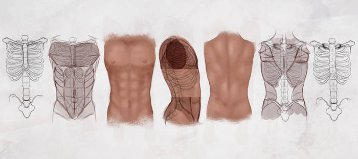 AS Drawing the Male Torso