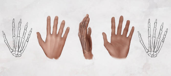 AS Drawing the Hands