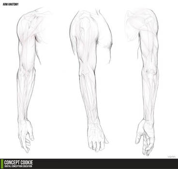 Anatomy Resource: The Arms