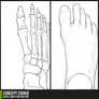 Anatomy Resource: Feet