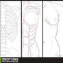 Anatomy Resource: Female Upper Body