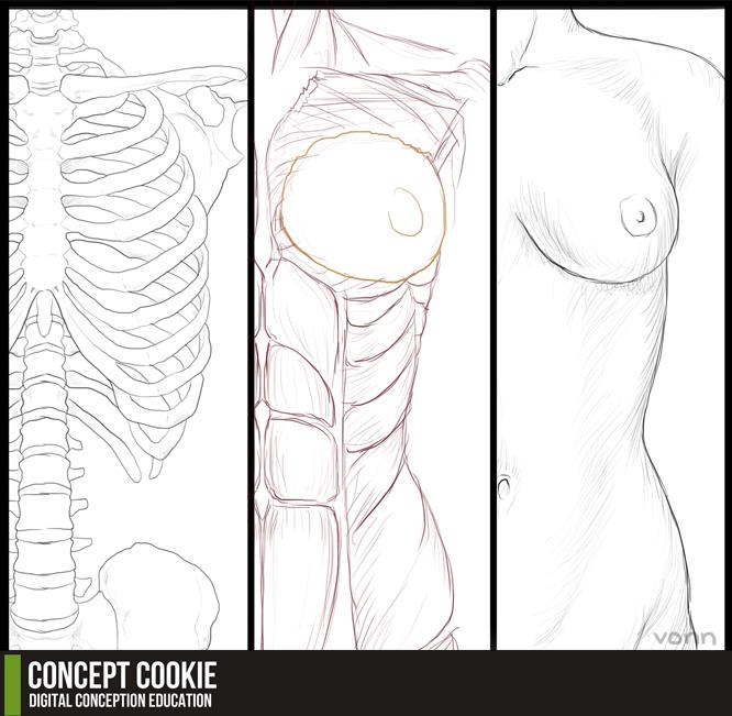 Anatomy Resource: Female Upper Body