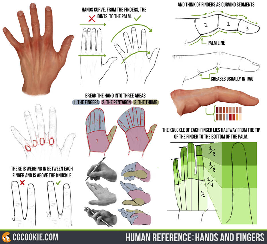 Frame Finger Reference Human Reference: Hands and Fingers by CGCookie on DeviantArt