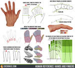 Human Reference: Hands and Fingers