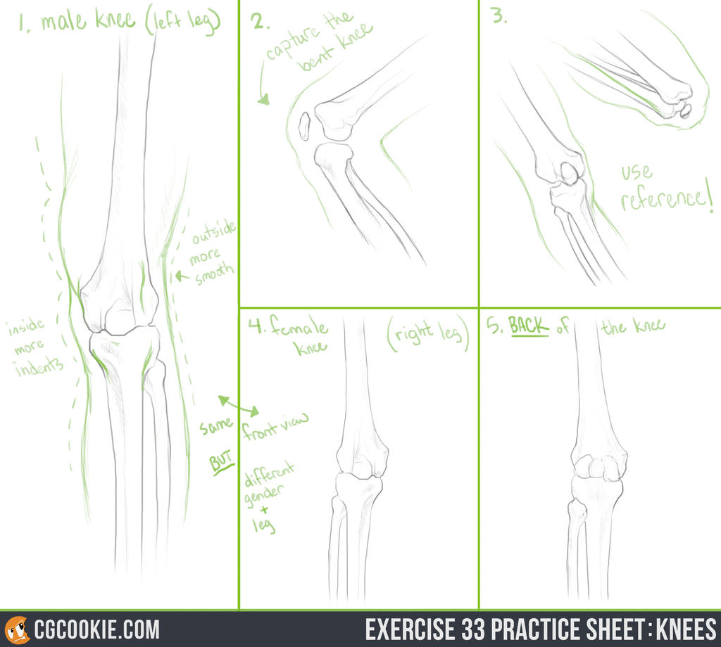 Exercise 33 Practice Sheet: Knees by CGCookie on DeviantArt