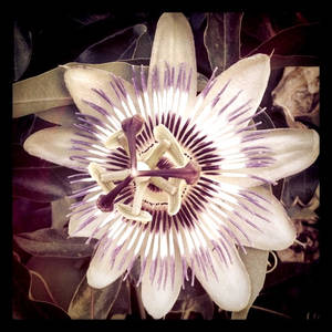 Passion Fruit Flower