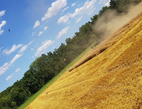 Storch, Rotmilan und Maehdrescher