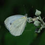 Pieris brassicae