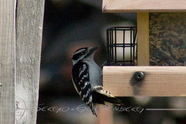 Downy Woodpecker