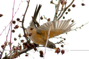 American Robin