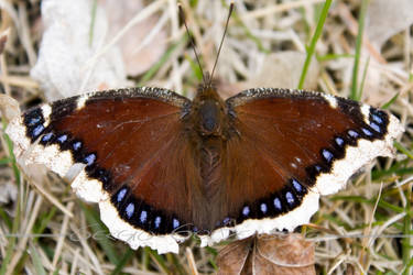 Mourning Cloak