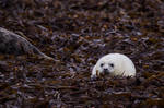 Baby Seal by Goldzwerg