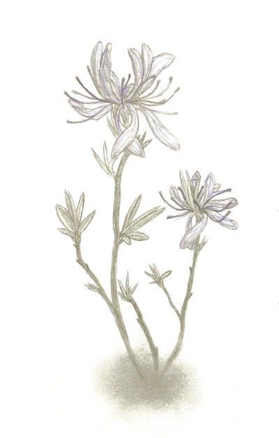 The Rhodora Flower | Best Flower Site