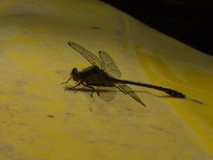 Dragonfly