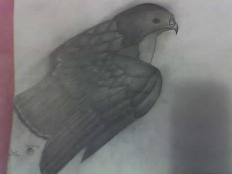 Hawk