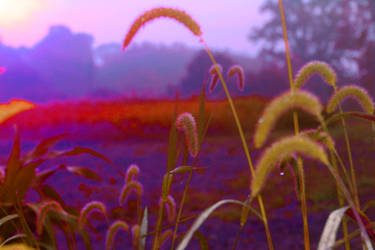 Foxtail Grass